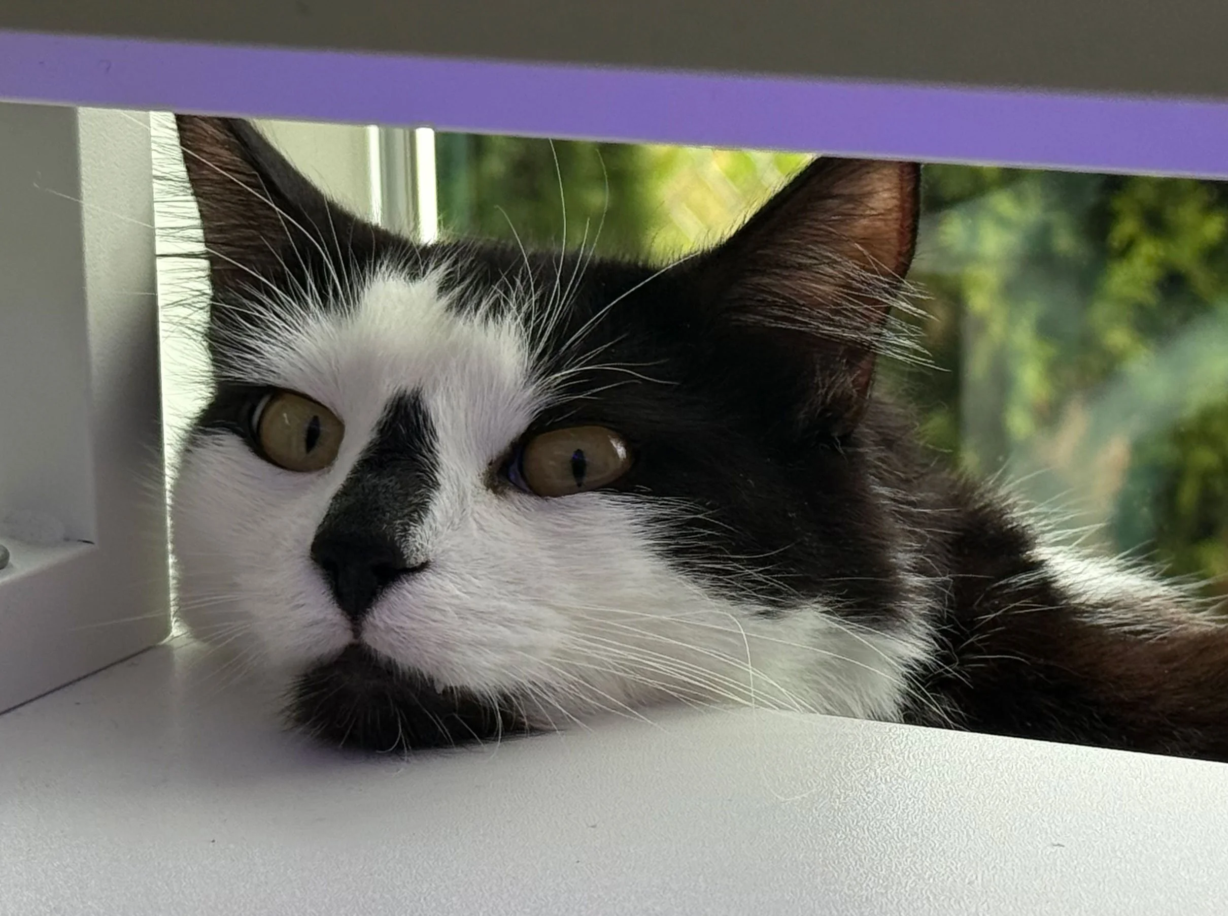 Loki and Keely Walker: Furry Friends Fur-Ever 