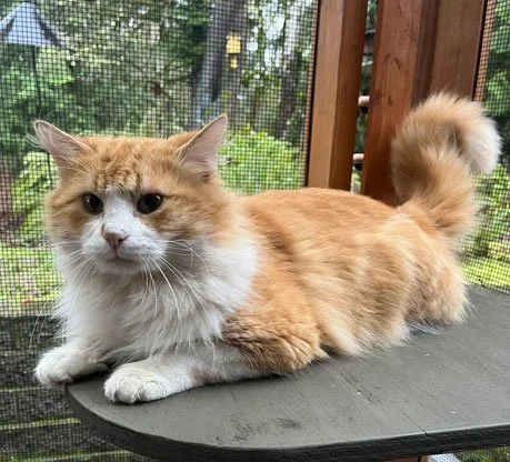 Junior and the Walkers: Furry Friends Fur-Ever 