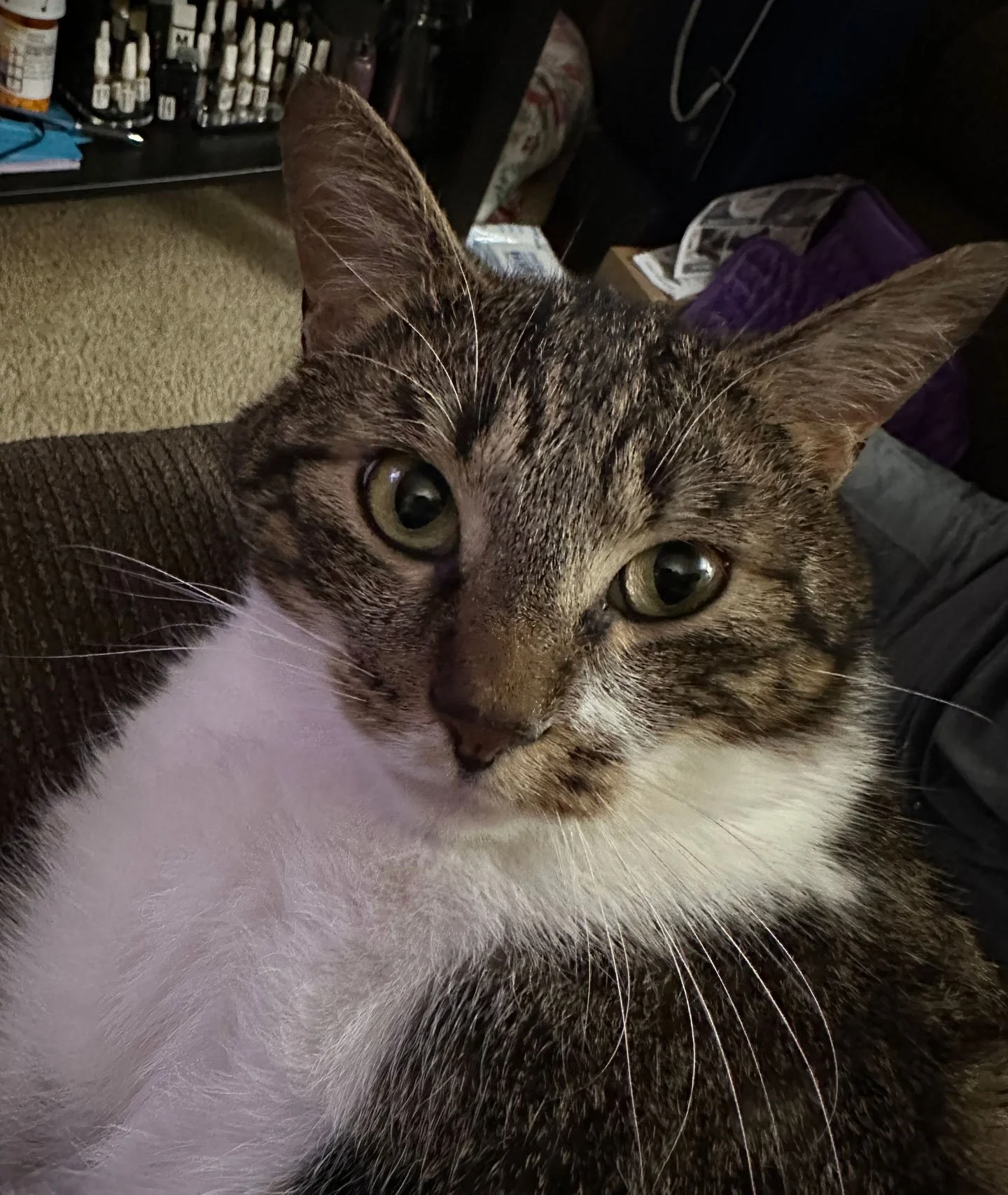 Milo and Jessica Halicus: Furry Friends Fur-Ever 