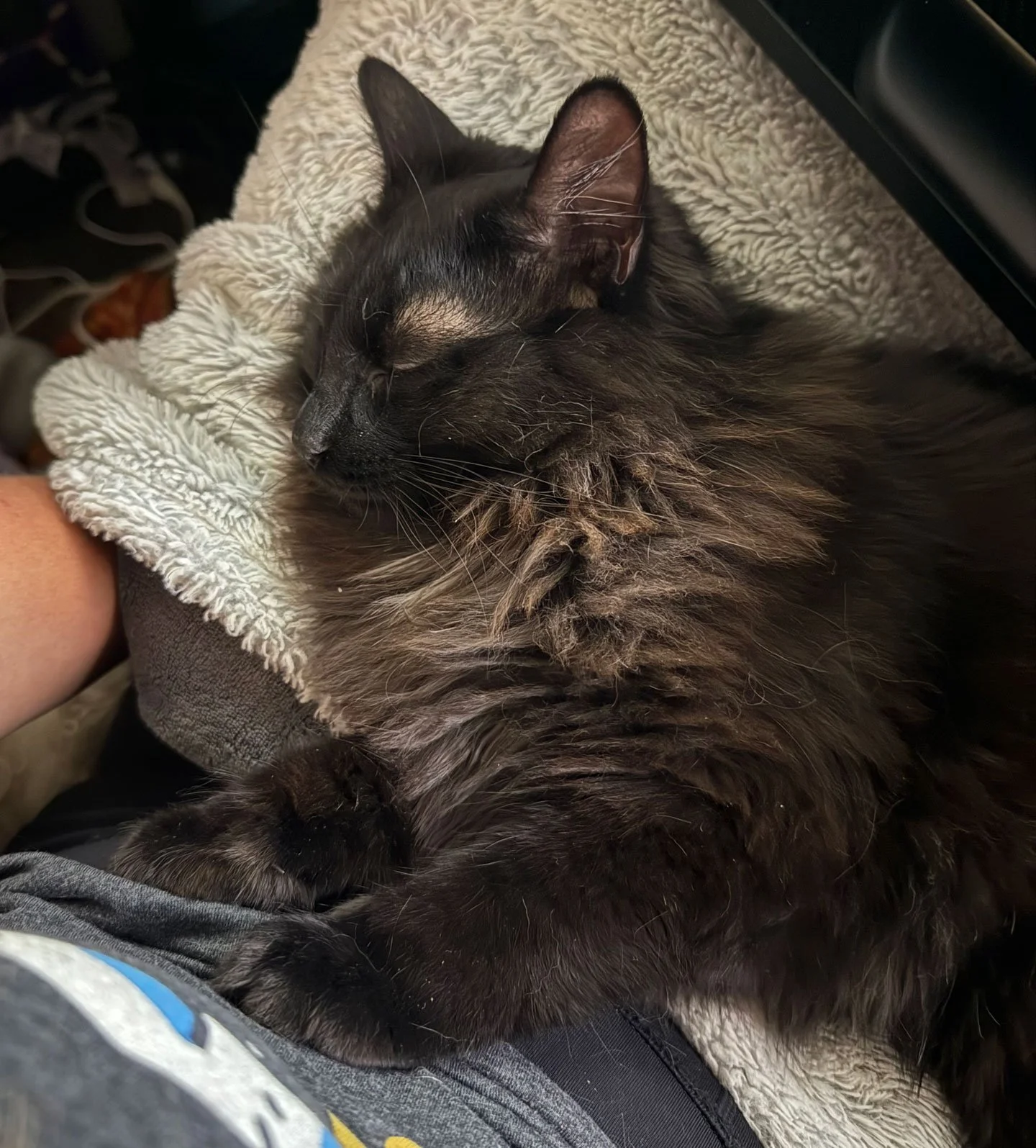 Obie and the Lys: Furry Friends Fur-Ever 