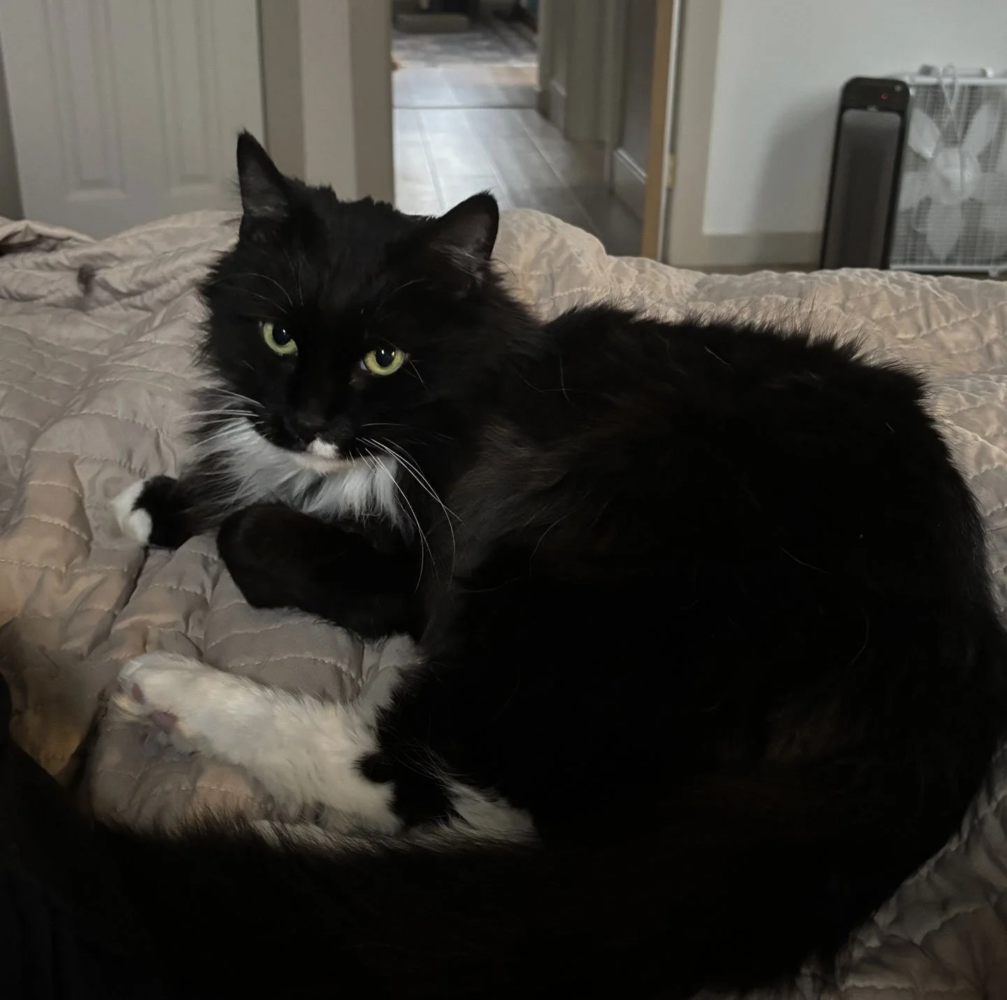 Kiki and Laura Garrison: Furry Friends Fur-Ever 
