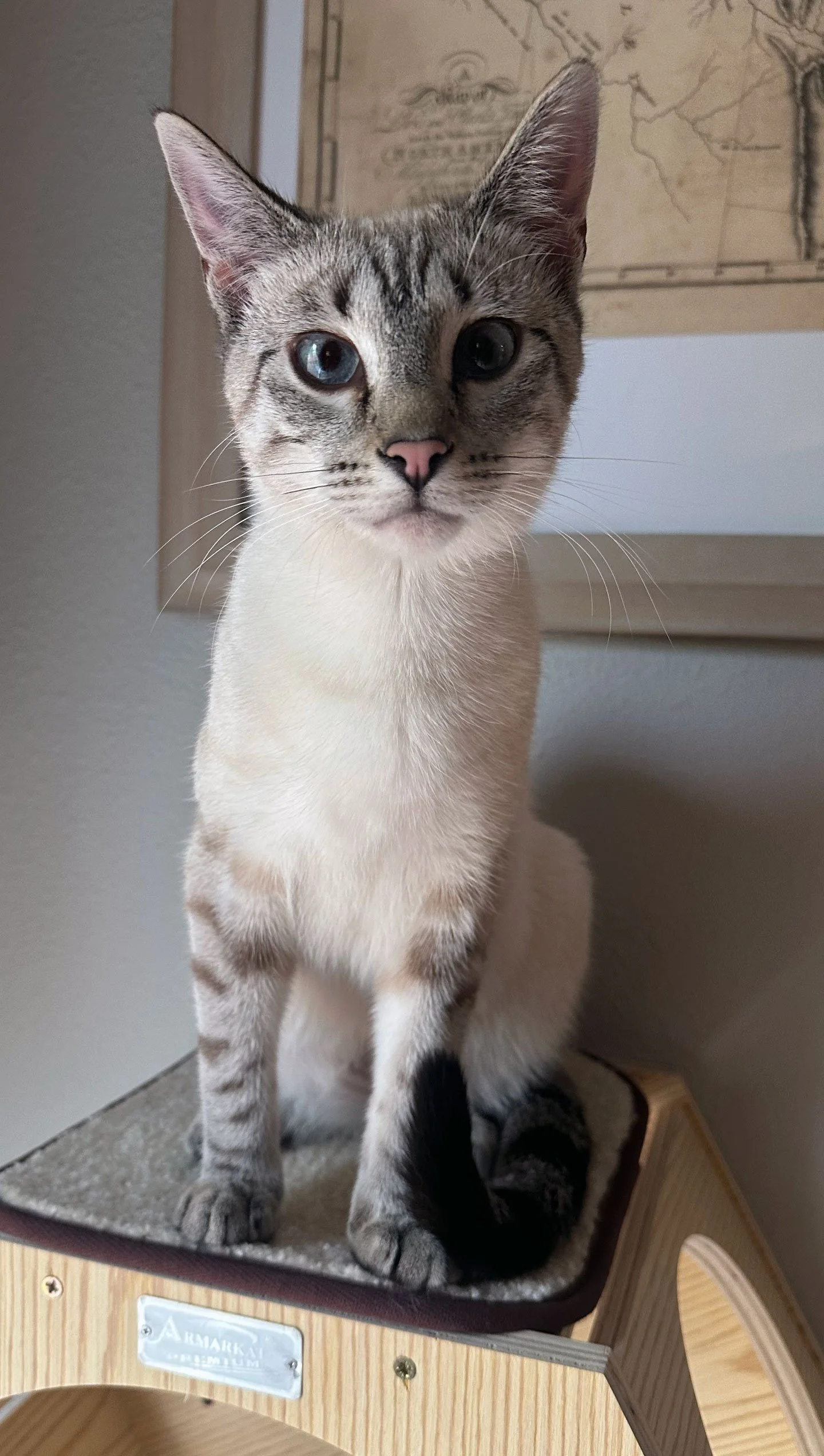 Tuna3-fff-7-26.jpg
