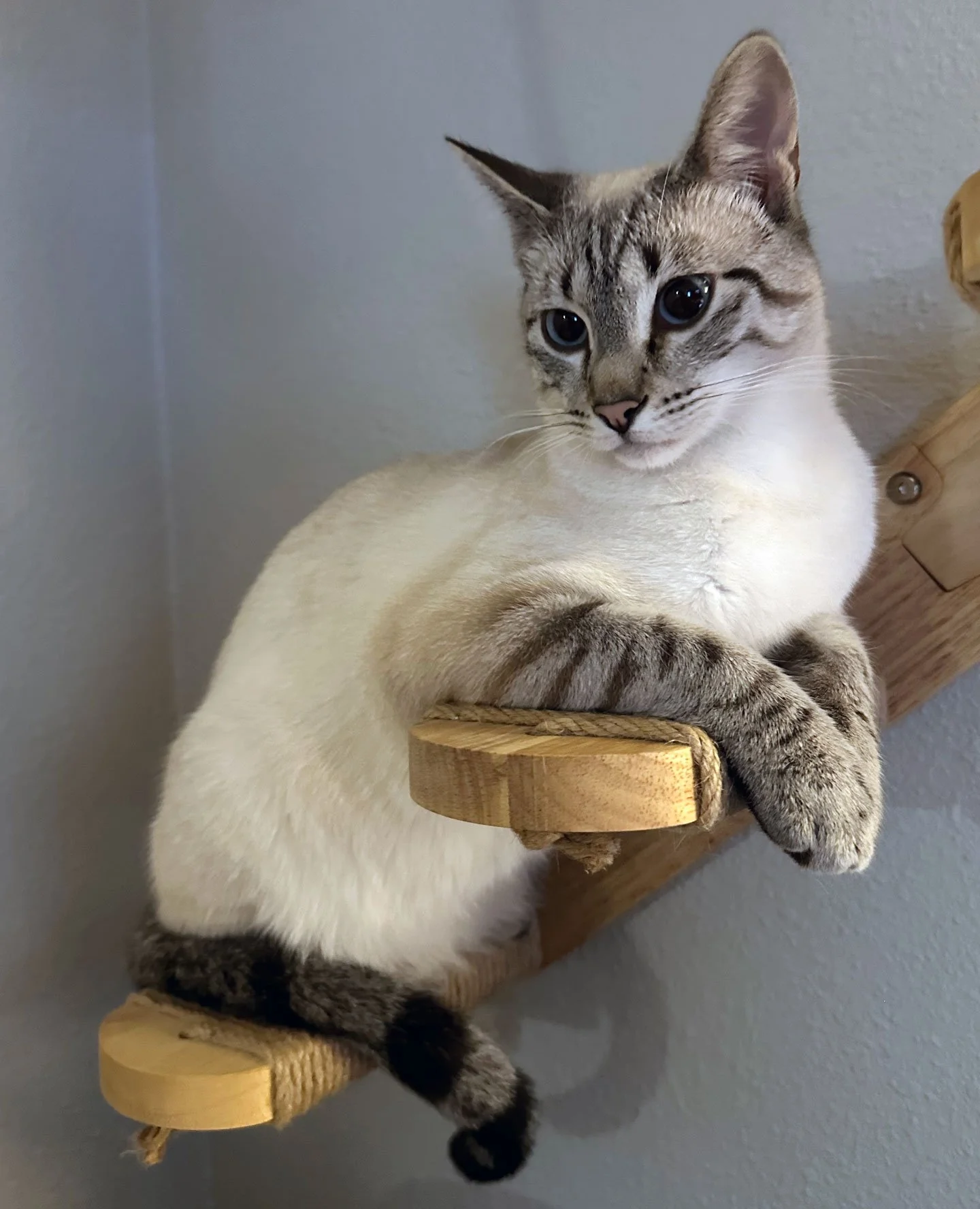 Tuna and the Seymours: Furry Friends Fur-Ever 