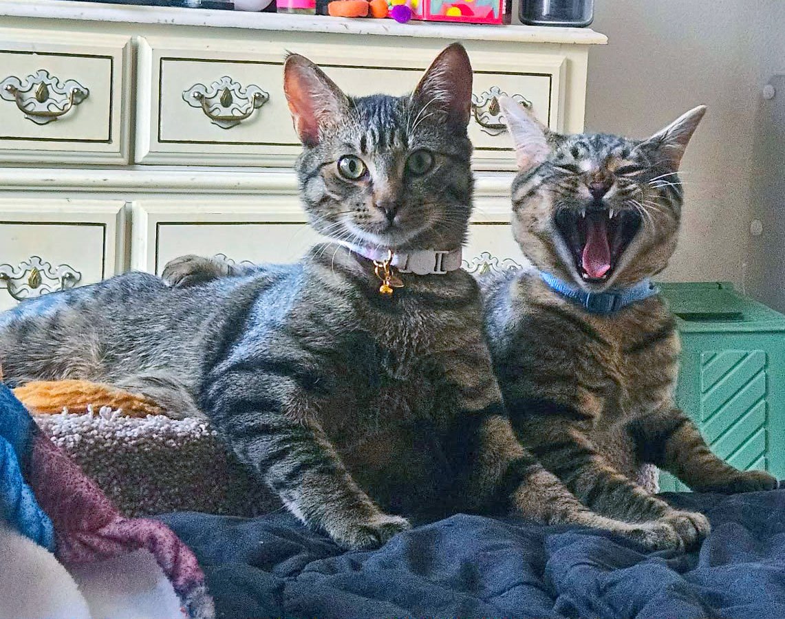 Petey and Jasper and the Abbes: Furry Friends Fur-Ever 