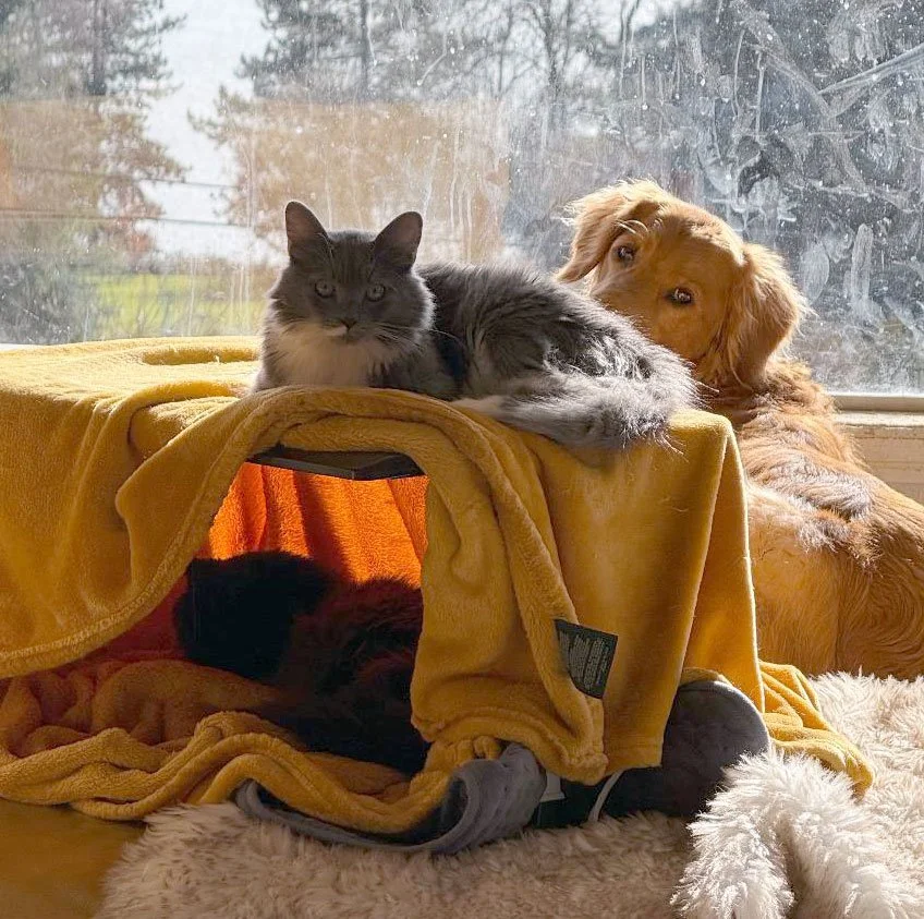 Bodh6i-fff-7-26.jpg