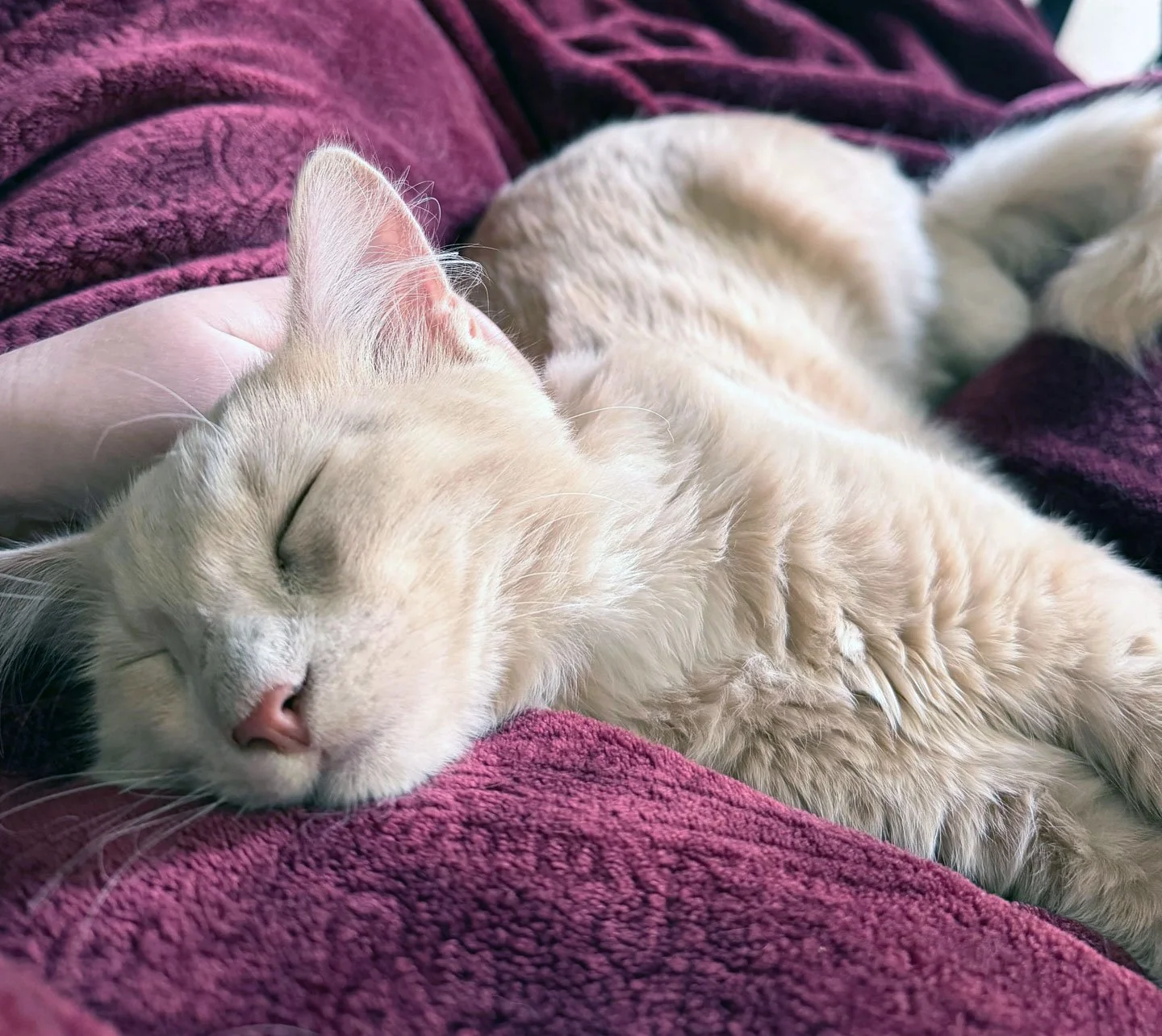 Honey Bun and Allison Dillinger and Abby Wood: Furry Friends Fur-Ever 
