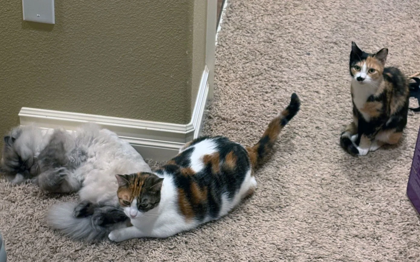 Poppi2-fff-7-26.jpg