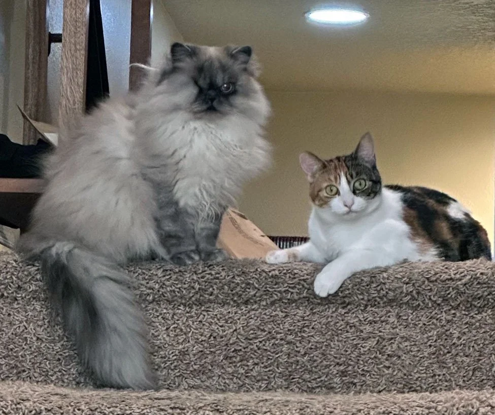 Poppi and Posey and the Lloyds: Furry Friends Fur-Ever
