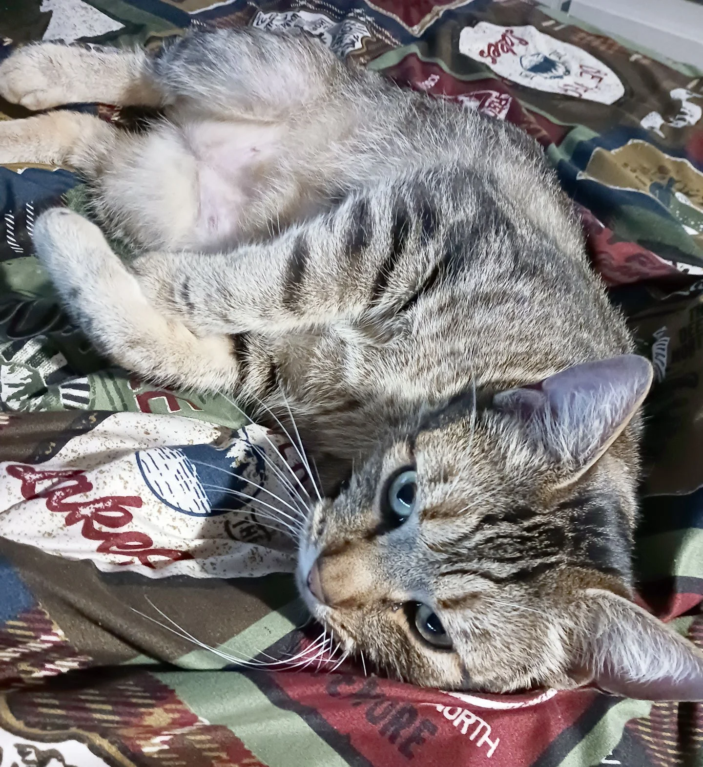 Thomas and the Wrights: Furry Friends Fur-Ever 