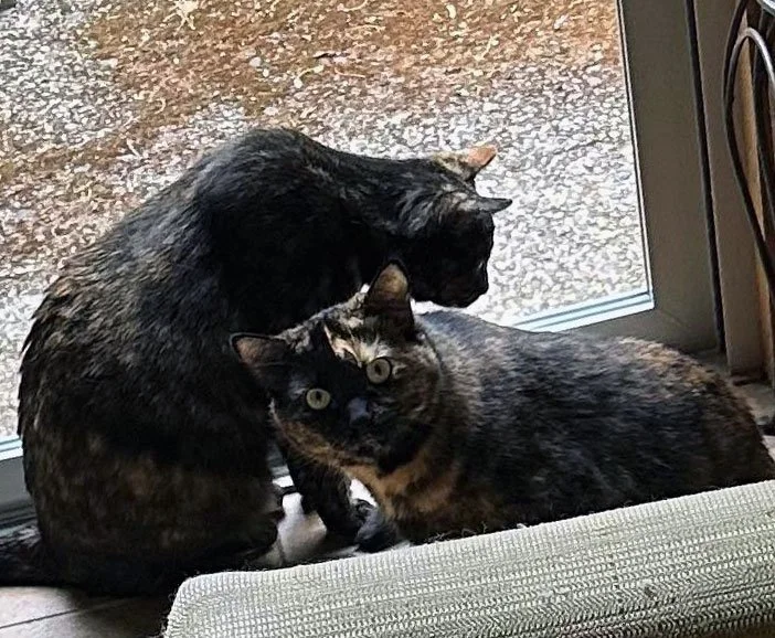 Shadi, Yazhi and Ian Eliot LeWinter: Furry Friends Fur-Ever 