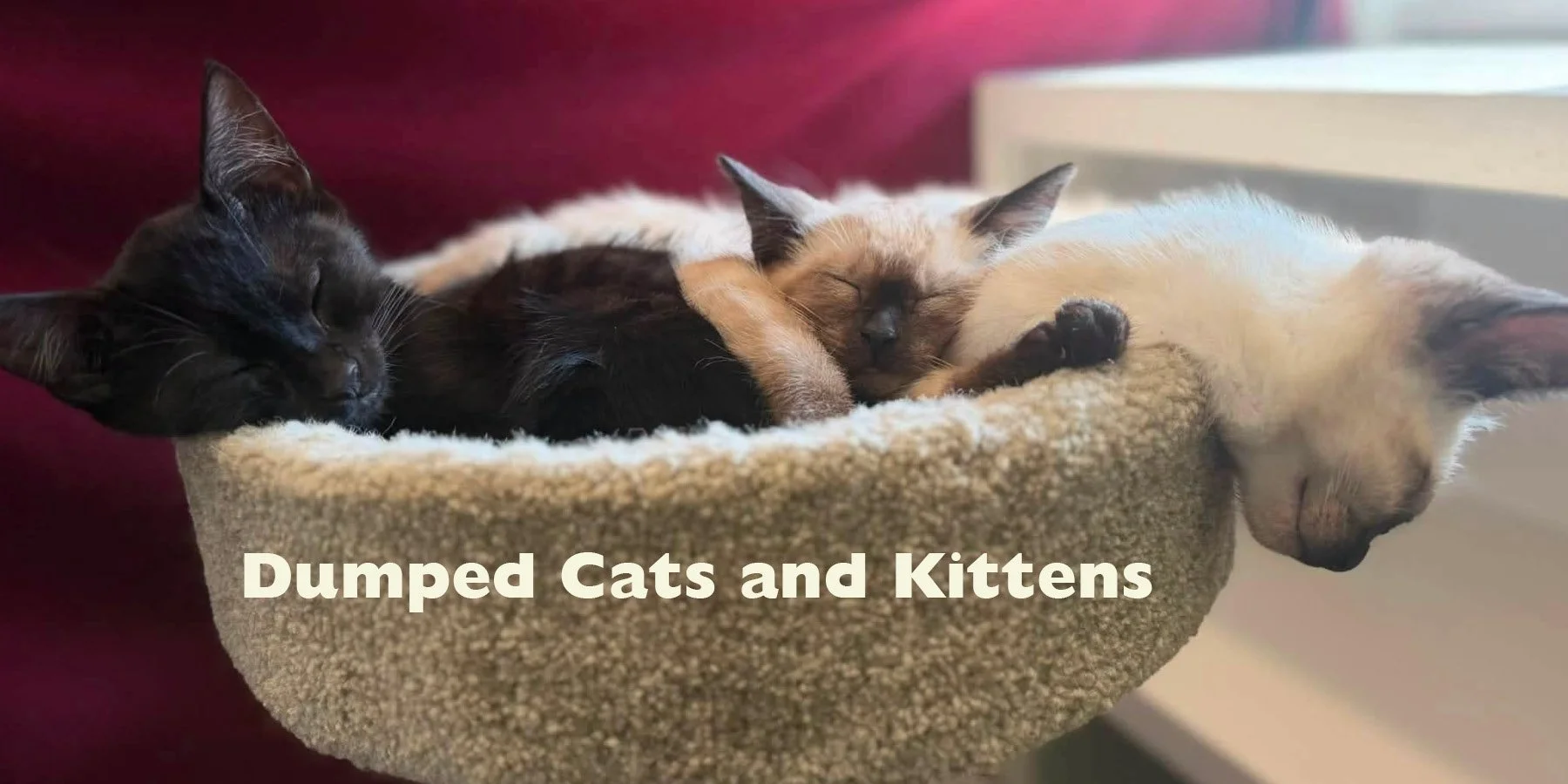 Dumping of Cats and Kittens