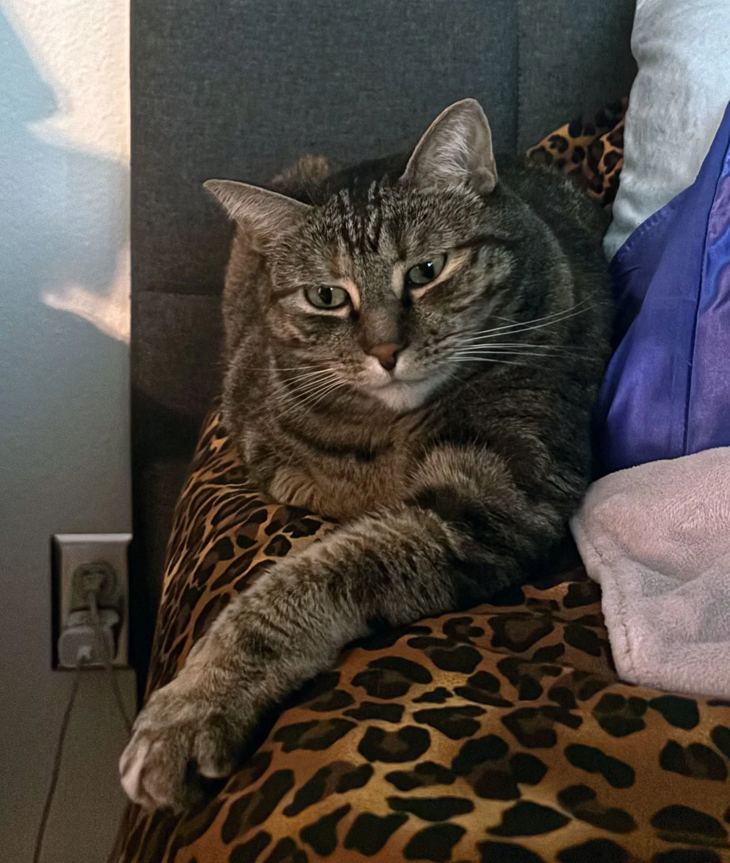 Misty and Jillian Edwardson: Furry Friends Fur-Ever 