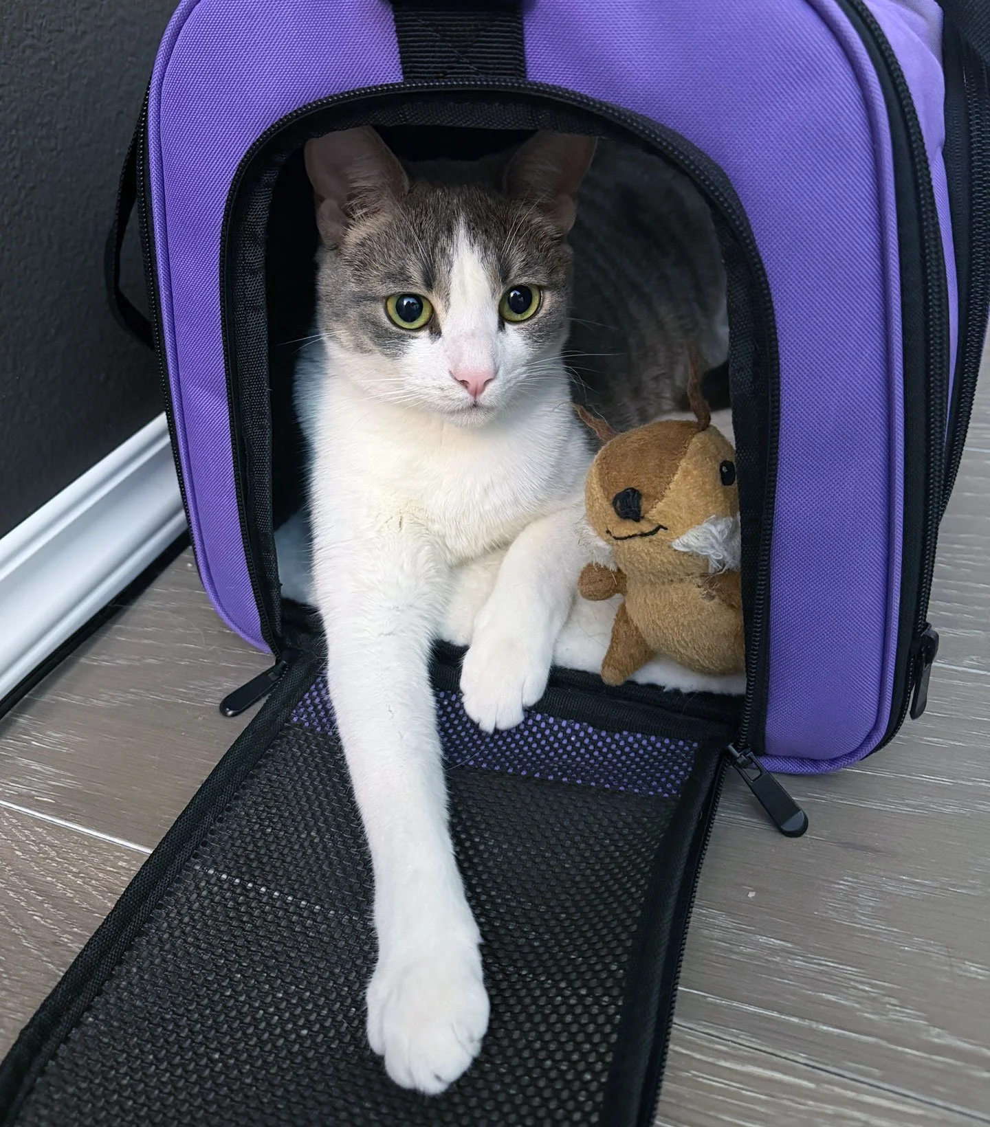 Toula and April: Furry Friends Fur-Ever 