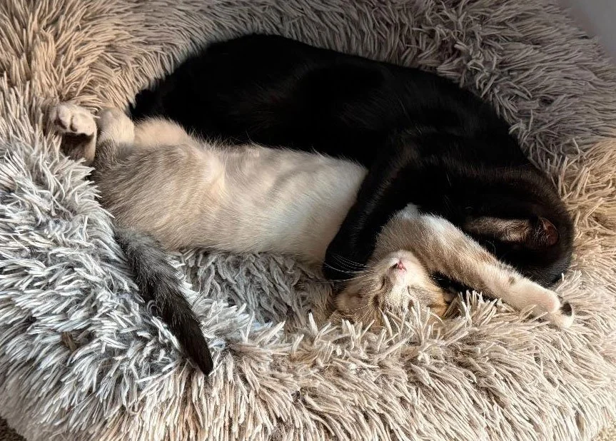 Cosmo and Jasper and the Hackwiths: Furry Friends Fur-Ever 