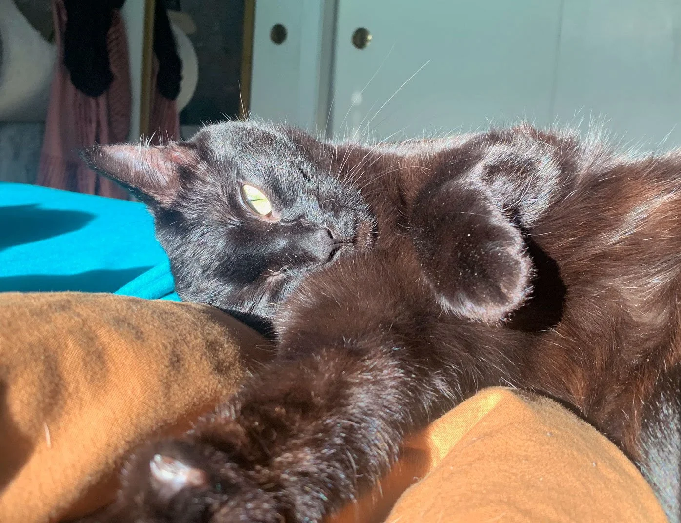 Inky and the Kenessons: Furry Friends Fur-Ever 
