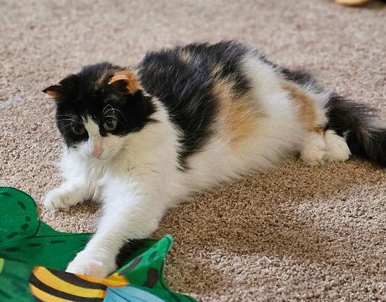 Gracie and Denise Vasquez: Furry Friends Fur-Ever 