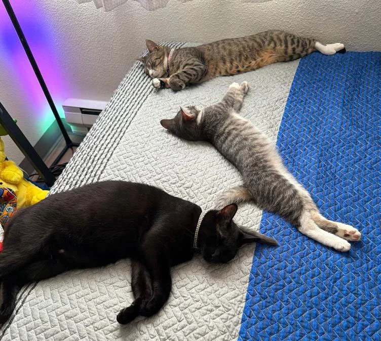 Pineapple, Leia and Ash and Kristy Bautista: Furry Friends Fur-Ever 