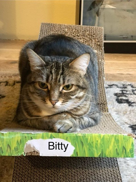 A gray tabby cat with green eyes resting on a cardboard scratcher on a wooden floor, with a yellow wall and a window in the background. The cardboard has a label that says 'Bitty'.