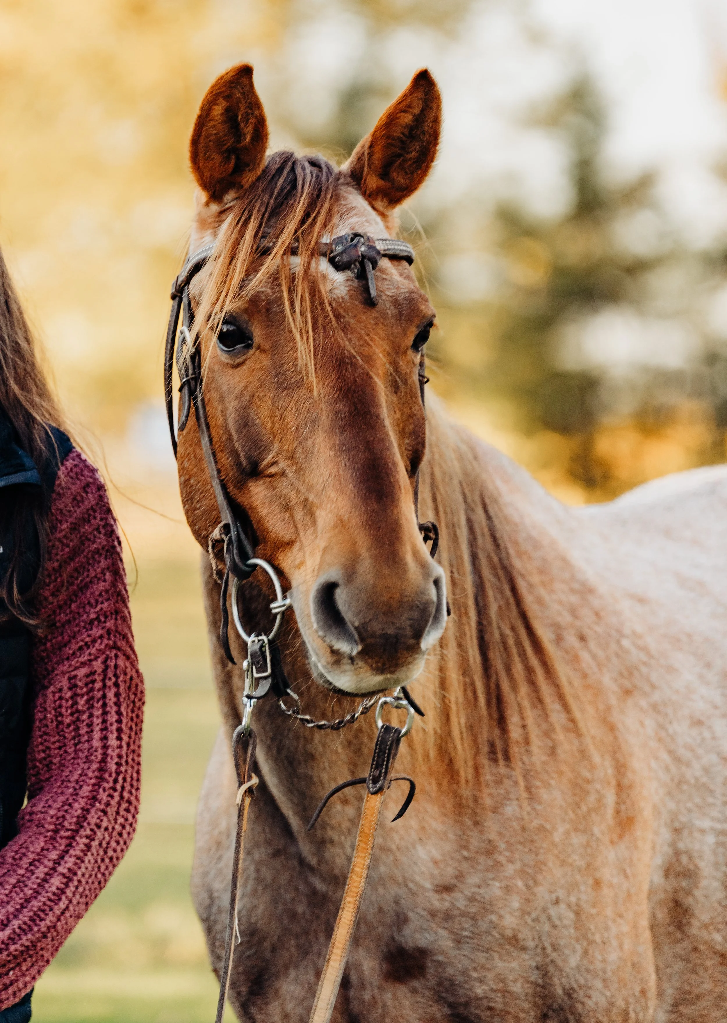 horse-and-rider-photos-st (7).jpg
