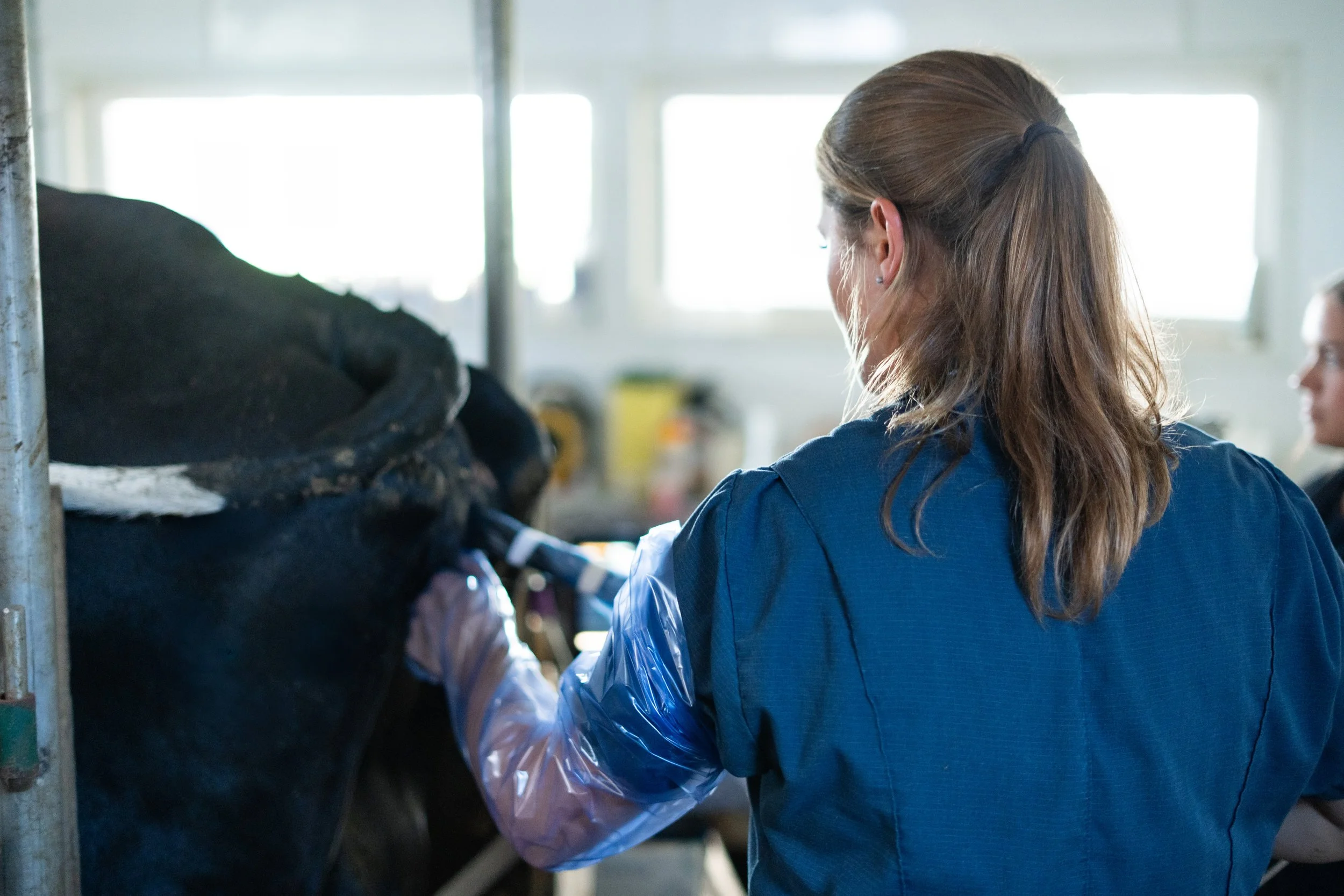 kirkton-veterinarian-working-documentary-photos-embryo-services (1).jpg