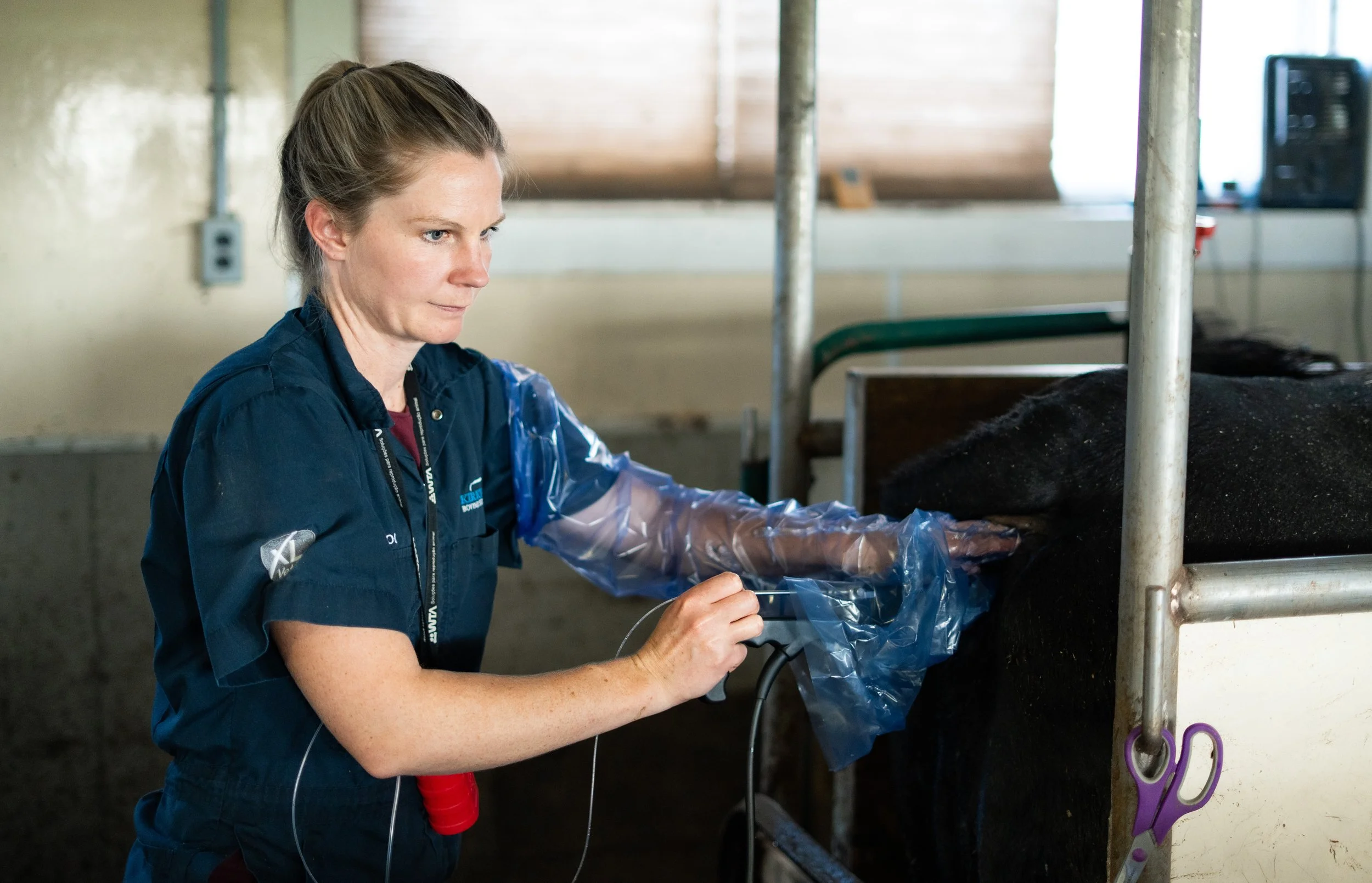 kirkton-veterinarian-working-documentary-photos-embryo-services (14).jpg