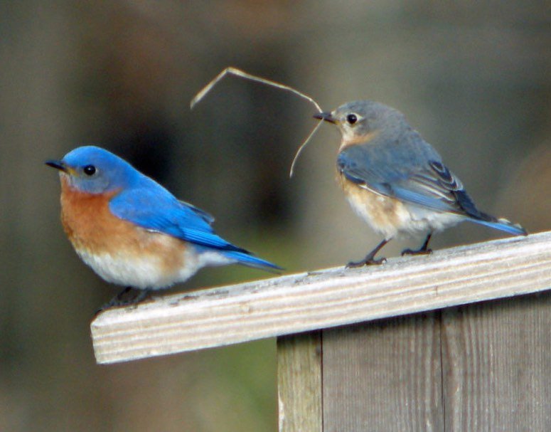 Our nesting boxes are filling up! 🪺 We installed nesting boxes all around the park and we&rsquo;re so excited they&rsquo;re being used!

#1 empty, #2 blue bird nest, we&rsquo;re so excited to have our first nesting pair of bluebirds, #3 empty, #4 tr