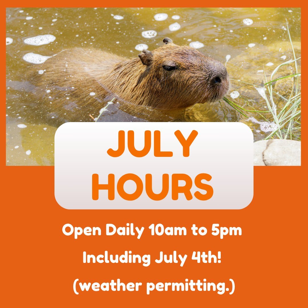 July Hours! ☀️ 

🕒 Hours 🕒
Open Daily from 10am - 5pm, including July 4th! (weather permitting.)

📞 Phone 📞
631-878-6644

🔗 Website 🔗
www.longislandgamefarm.com

📍 Location 📍
489 Chapman Boulevard
Manorville, NY 11949

Photo credit- Lori and 