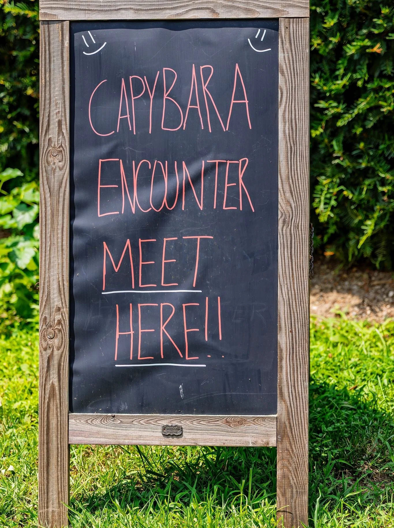 Pre-Book your Capybara Encounters now for the weekend!🌿☀️ Make sure to book in advance as they book up fast. 

Learn more with the link on our profile page! 🔗 https://www.longislandgamefarm.com/encounters

Get up close to these giant and sweet rode