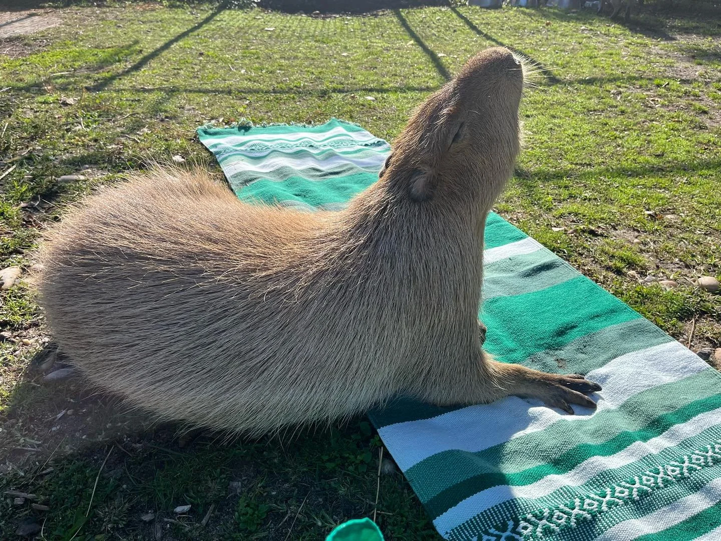 Capybara Yoga has been one of our favorites this season! 🌿 Thank you to everyone who has joined us on the mat with our Capybara Ambassadors, we sold out! 

Keep a lookout for more classes! 🧡

🕒 Hours 🕒
Open Thursday - Sunday from 10am - 4pm and C