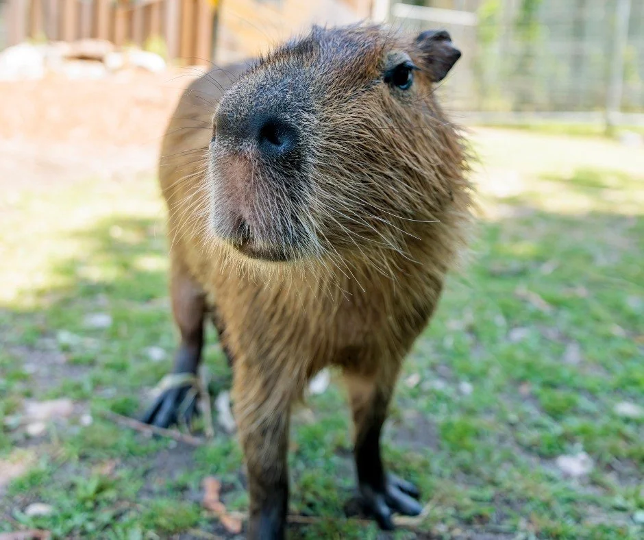 We&rsquo;ve got the perfect gift for the animal lovers in your life! 🧡

A SEASON PASS to The Long Island Game Farm! Every membership comes with FREE daily admission for an entire year! That means unlimited visits ALL season long &ndash; spring throu