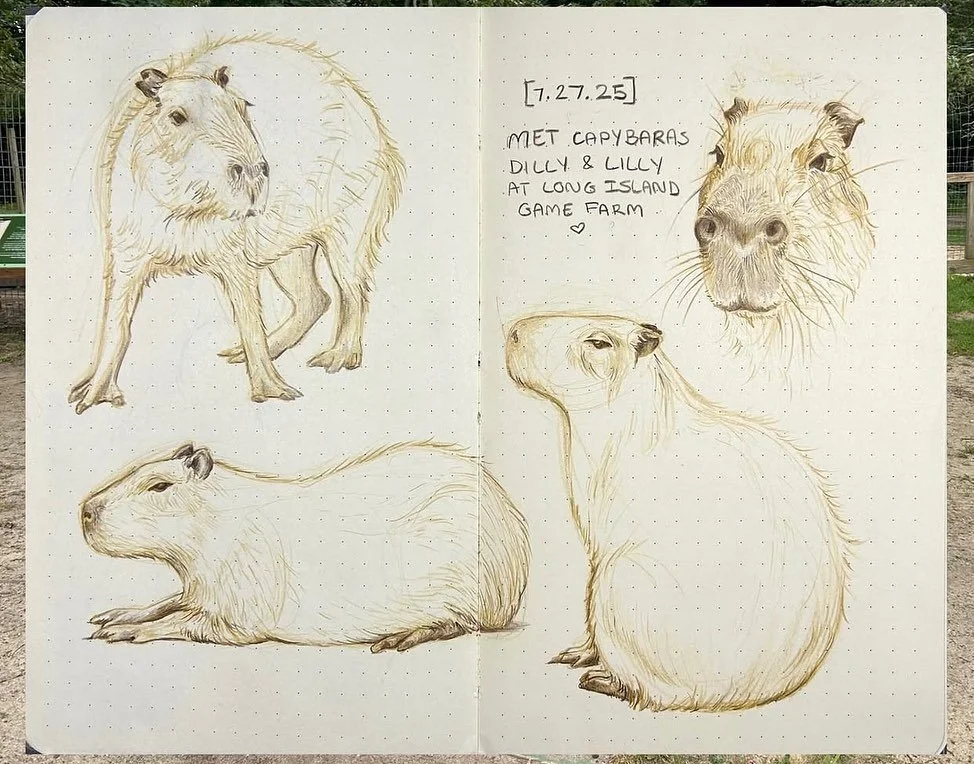 We had to share these beautiful sketches @tired.tortuga made of our Capybaras! 🌿 They captured them perfectly.

We have Capybara Encounters available this upcoming Monday 10/13 on Columbus / Indigenous Peoples Day. 🧡 For more information visit the 
