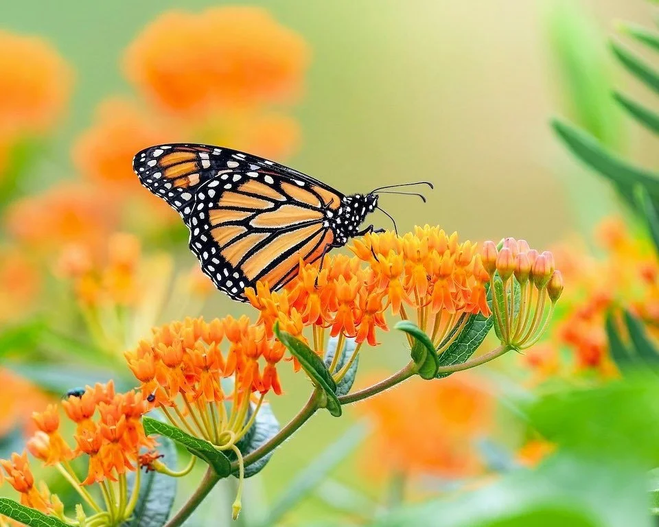 This Saturday, October 11th we will be giving out FREE milkweed seeds and instructions for our save the monarch butterflies project. 🦋 
Visit the farm this weekend and help monarch butterfly&rsquo;s! Help your yard become a pollinator pathway. 🌿

?