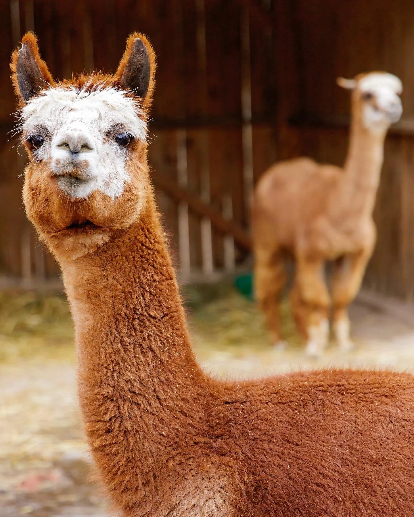 Due to the predicted forecast this weekend, we will be closed Sunday 10/12 and Monday 10/13. ⛈️ We will resume our normal hours on Thursday 10/16. 

We were looking forward to this holiday weekend, stay safe through the storm! 🦙

🕒 Hours 🕒
Resumin