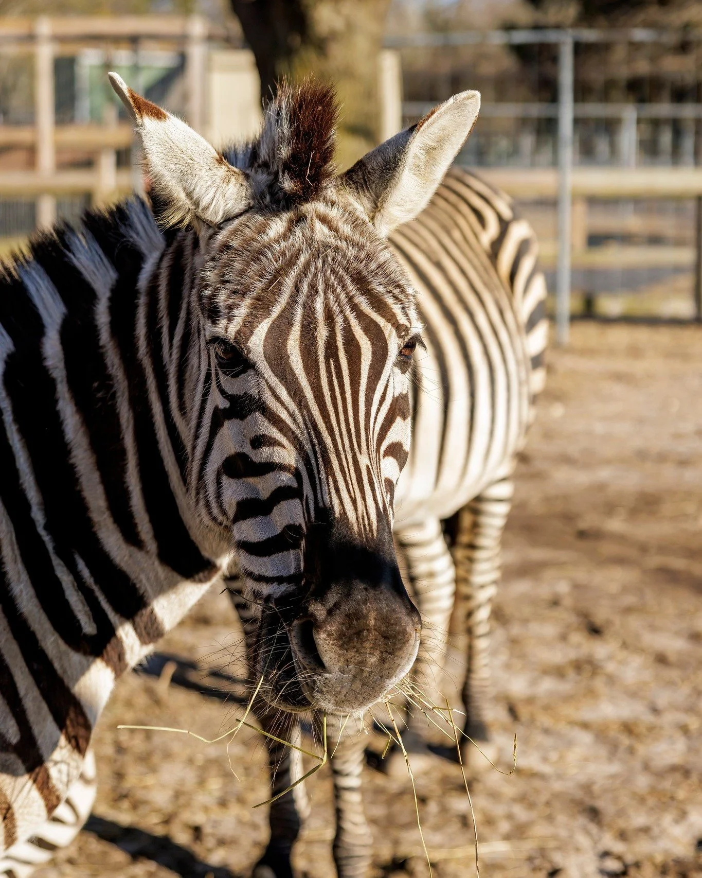 Weekend Adventure Awaits at the Game Farm! π¦
We’re so excited for this weekend at the Game Farm! There’s plenty to see and do, from unforgettable Capybara and Wallaby Encounters to exclusive V.I.P. Tours and our amazing animal exhibits.