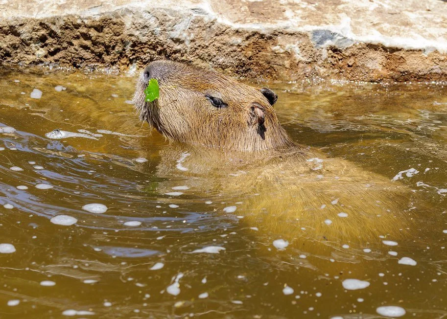 It’s a beautiful sunny fall weekend! β
οΈ Come spend it outside with us at the farm. Have you seen our new animal enclosures yet? π
π Hours π
Thursday - Sunday from 10am - 4pm
π Phone π
631-878-6644
π Website π
www.longislandgamefarm.co