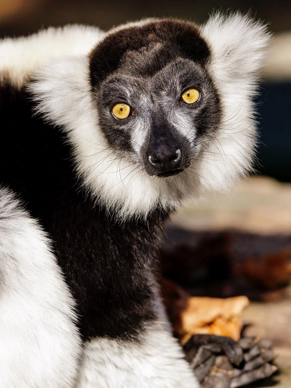 We are going to celebrate World Lemur Day on Friday Oct. 31st AND throughout the weekend! ππ
We will have pumpkin enrichment for the lemur’s and Education Staff teaching and answering questions throughout the days. 
As well as demonstra