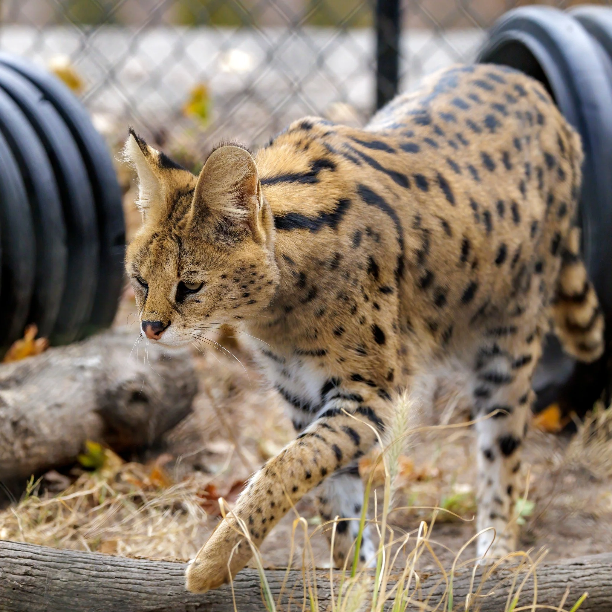 Today on National Cat Day, we'd thought we'd share our favorite feline at LIGF - Nala!
Nala is an African Serval Cat that is seven years old. She found her sanctuary with us as we gave her a safe home. 
Now she's here for all of you to watch and enj