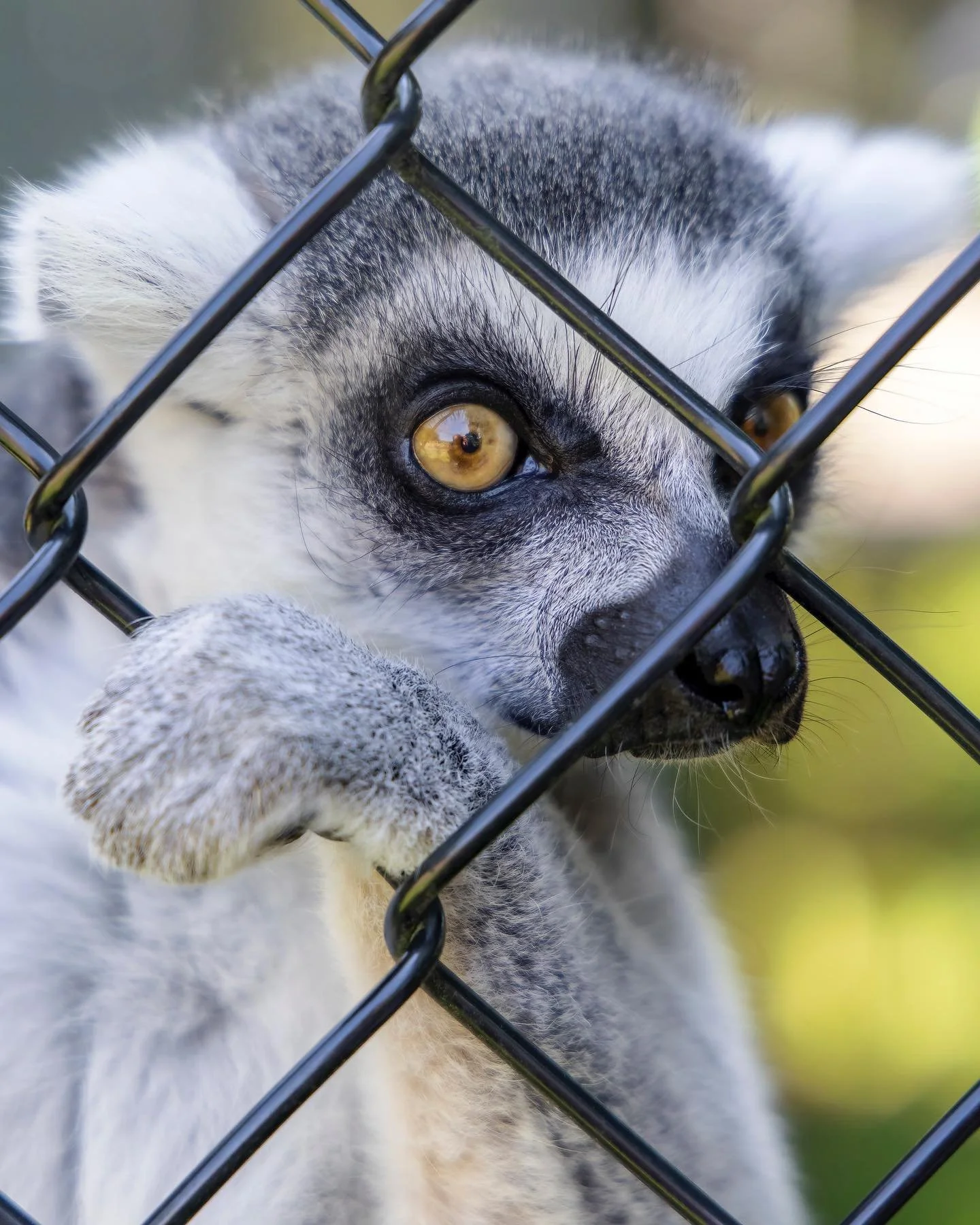 Will you be joining us to celebrate World Lemur Day on Friday Oct. 31st and throughout the weekend? πΏ
We will have pumpkin enrichment for the lemur’s and Education Staff teaching and answering questions throughout the days. As well as de