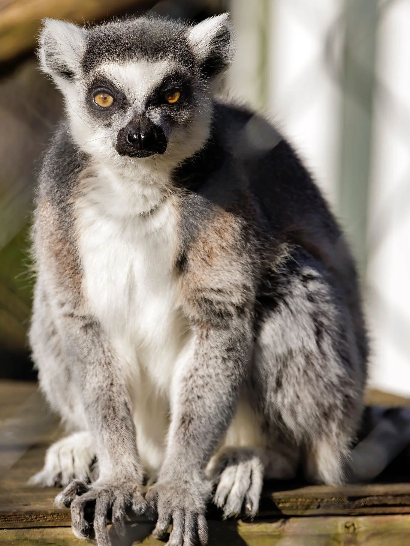 Happy World Lemur Day! π Join us today on Friday Oct. 31st and throughout the weekend to support Lemur Conservation! πΏ
We will have pumpkin enrichment for the lemur’s and Education Staff teaching and answering questions throughout the days.&