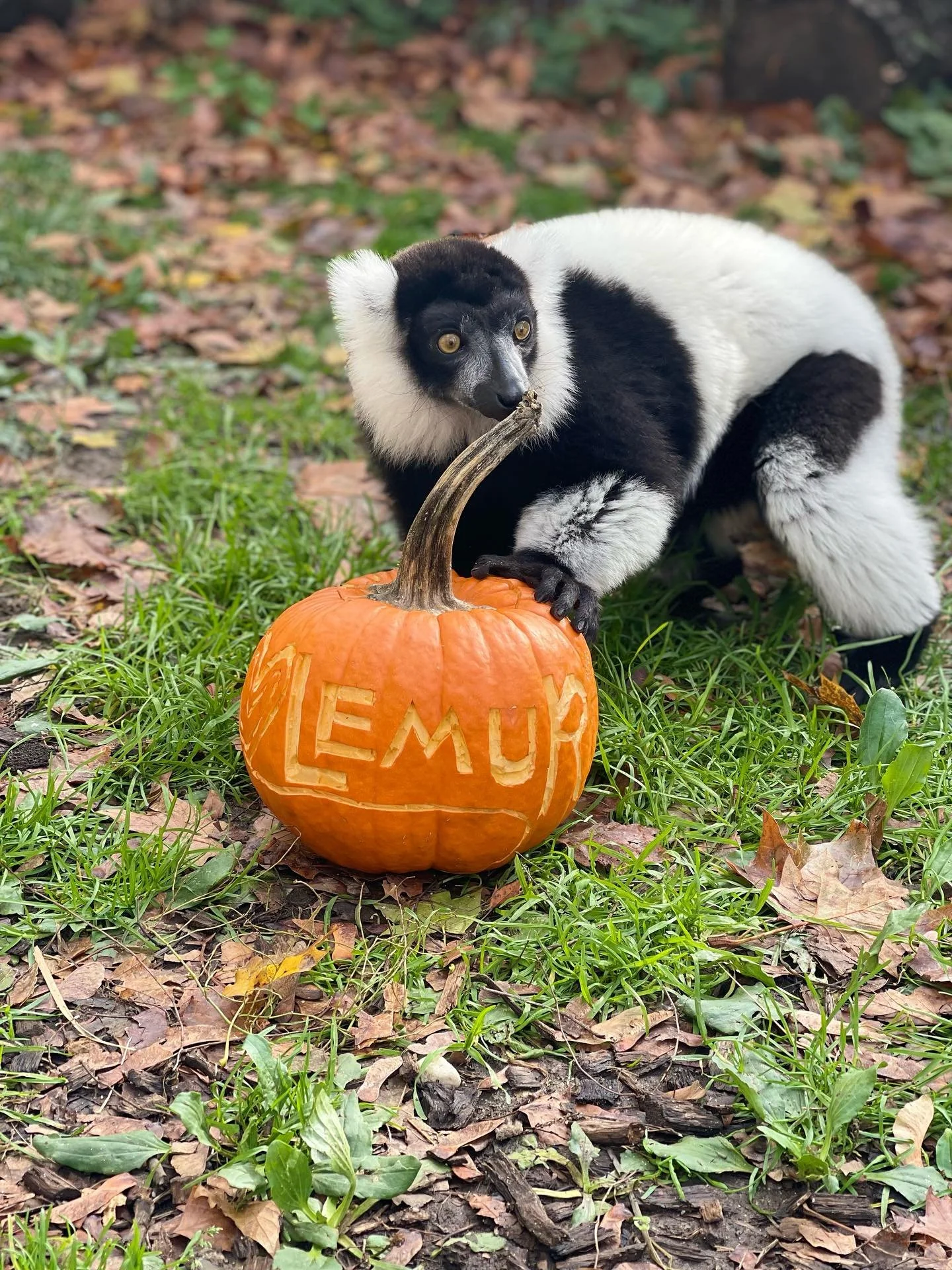 Happy Halloween from the Long Island Game Farm! 🎃 Today was a great day celebrating our Lemur&rsquo;s during World Lemur Day! 

Our Education Staff put together pumpkin enrichment for our ambassadors. Thank you to everyone who came out to support Le