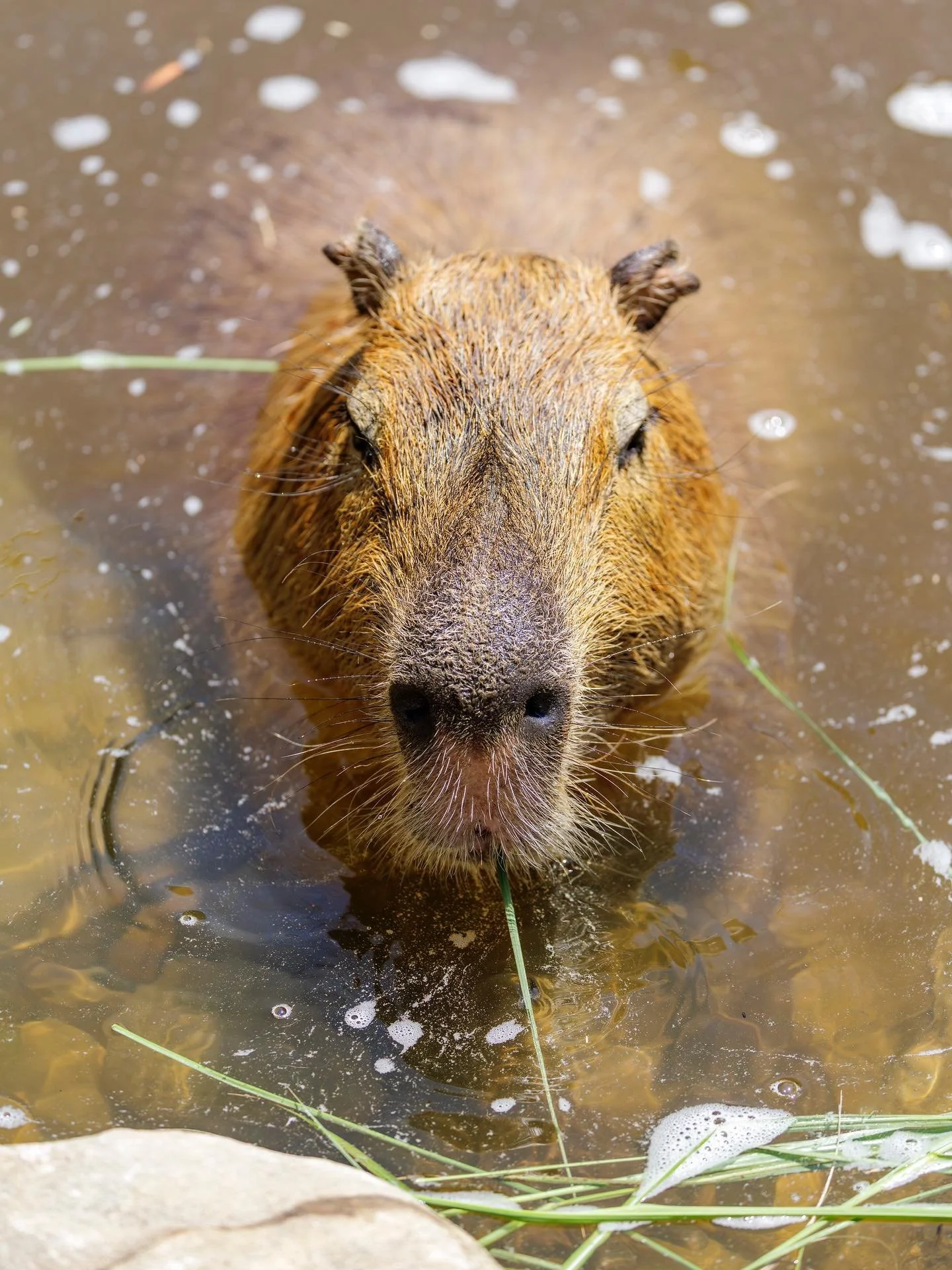Our sale on Season Memberships isn&rsquo;t over yet! Give the Gift of Wonder! ✨ Family Season Memberships allow visitors to enjoy unlimited visits to the park all year long. Experience every season, from springtime adventures to festive winter fun!

