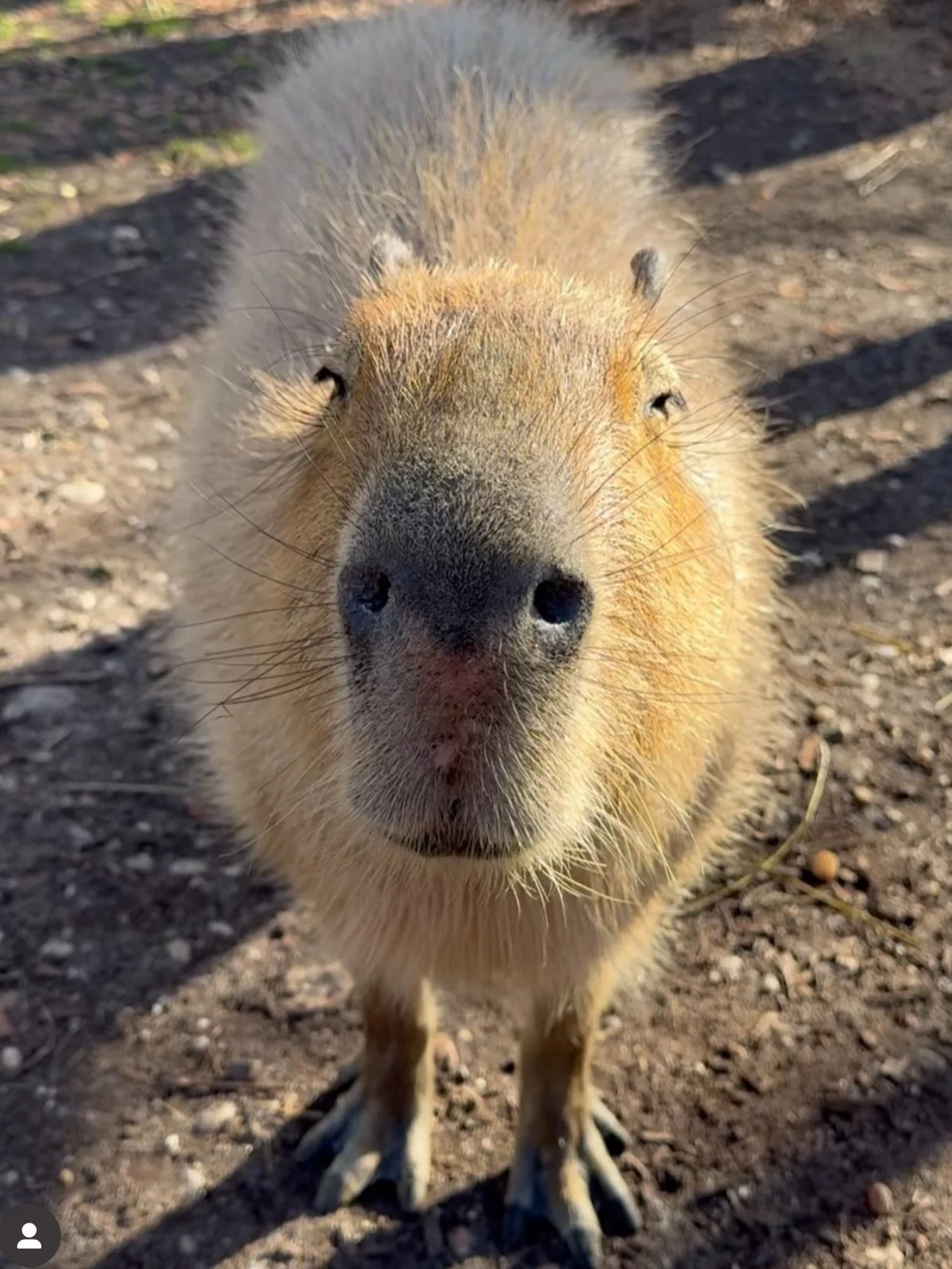 Thank you for sharing these cute photos @statiasellsbrooklyn 🧡 Don&rsquo;t miss out on our sale on Season Memberships to enjoy unlimited visits to the park all year long.

Purchase membership with the link on our profile! 🎁

Sale Dates:
Starts Frid