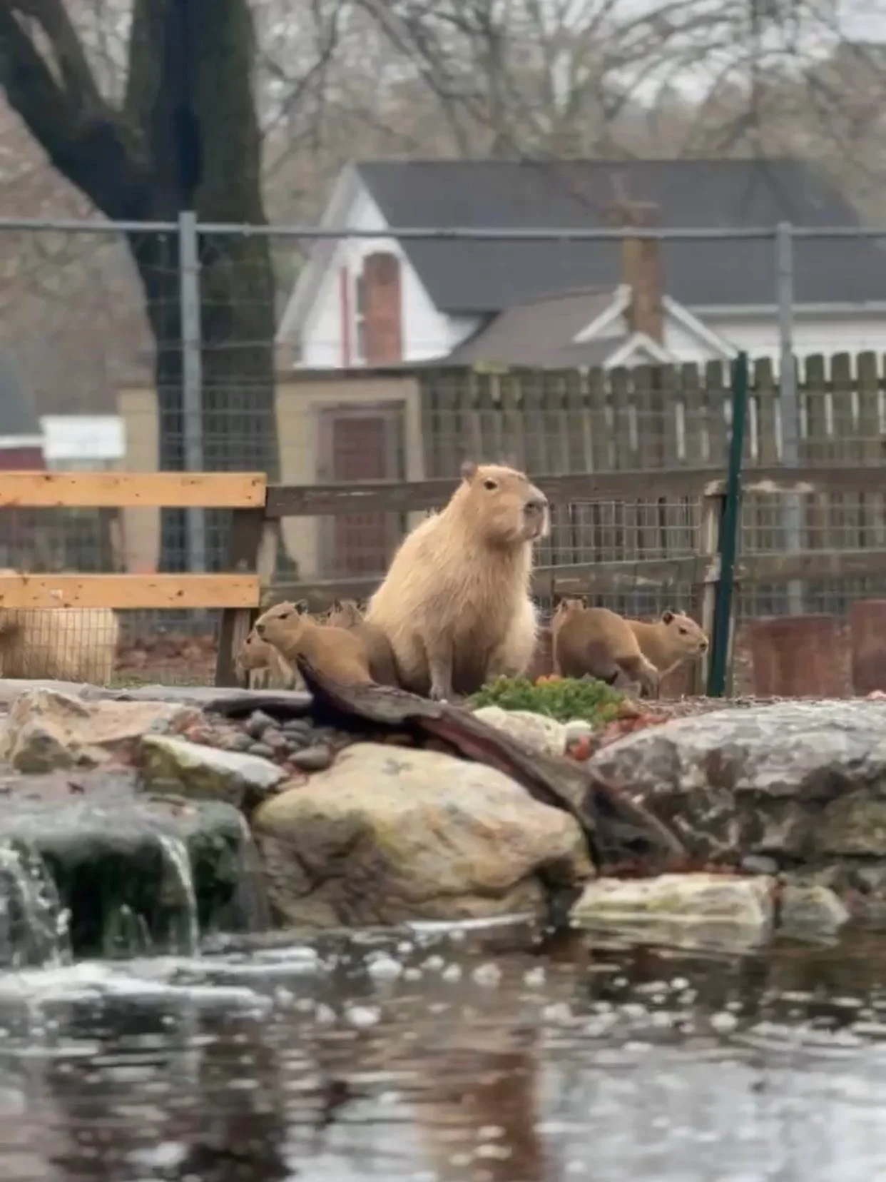 This fall, our farm family grew a little bigger, we welcomed five adorable Capybara pups! 🧡 We are excited to share the announcement of our Holiday Giveaway on social media!

Enter the CAPY HOLIDAY EXTRAVAGANZA! 

Prizes (5 Lucky Winners will receiv