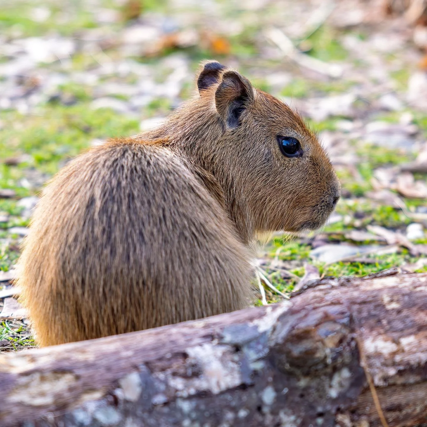 Our Capybara Pups are growing up so fast! 🧡 It&rsquo;s crazy to think they were only born around 2 pounds and will one day be around 80! 🫢

🕒 Hours 🕒
Thursday - Sunday from 10am - 4pm 

📞 Phone 📞
631-878-6644

🔗 Website 🔗
www.longislandgamefa