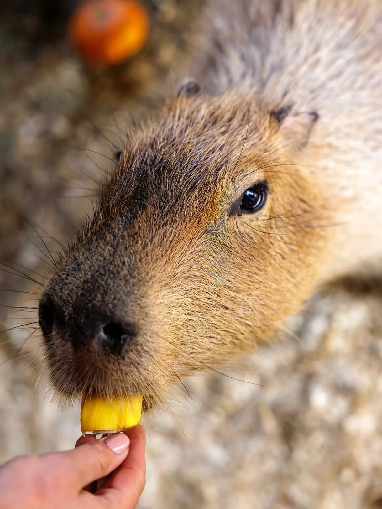 We will be closed tomorrow, Sunday the 14th due to the weather. ☔️🌧️ We look forward to seeing you all next weekend! 

🕒 Hours 🕒
Thursday - Sunday from 10am - 4pm 

📞 Phone 📞
631-878-6644

🔗 Website 🔗
www.longislandgamefarm.com

📍 Location 📍