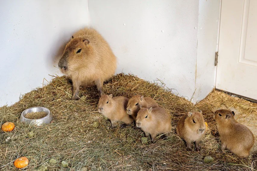 Good morning from our Capybara pups! 🧡 Our Capybara Art Contest is still going! 🎨 How to enter our CAPY HOLIDAY EXTRAVAGANZA&hellip;

Prizes (5 Lucky Winners will receive):

(1) One Family Season Plus Pass (a $379 value!)
(1) One Exclusive Plush Ho