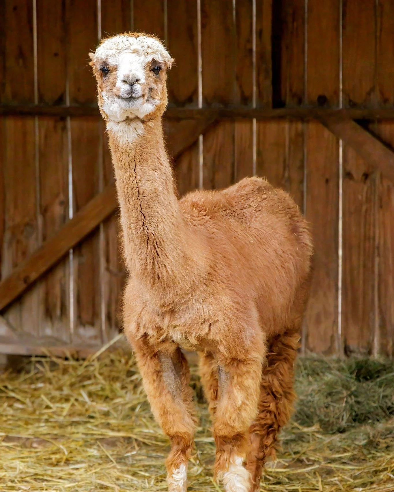 Due to the weather we will be closed with weekend! ⛈ All V.I.P. Tours and Encounters that have been booked with go on as planned! Please enter through our Service Entrance and visit the White Farmhouse where a staff member will meet you. 💚 

We hope