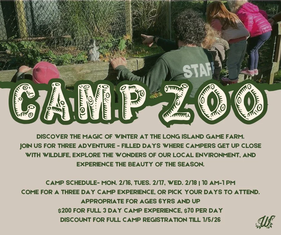 Discover the magic of winter at the Long Island Game Farm. ❄️ 🐾
Join us for three adventure - filled days where campers get up close with wildlife, explore the wonders of our local environment, and experience the beauty of the season.

Register with