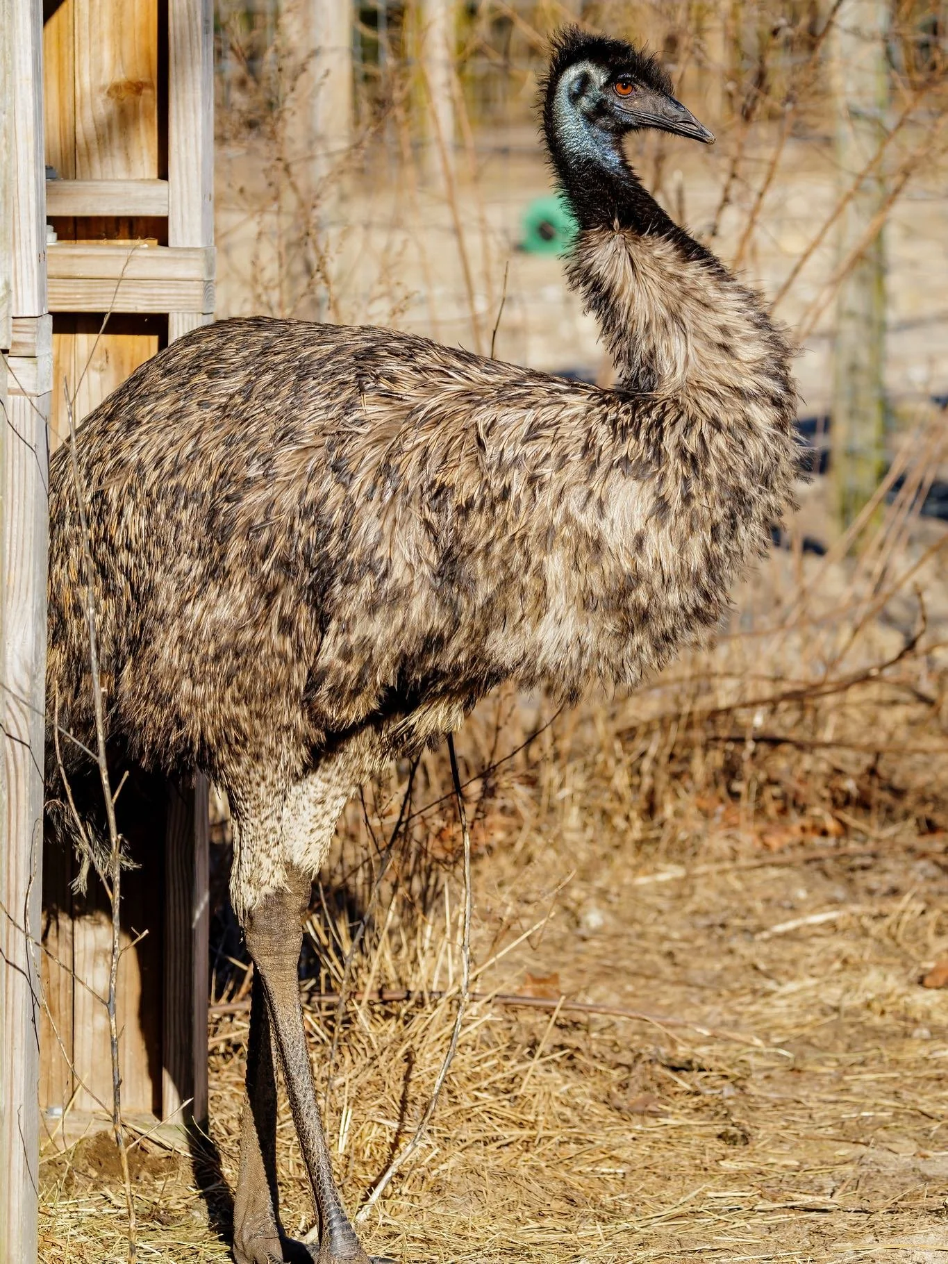 We&rsquo;re looking forward to this weekend at the farm! 💚 Get outside and explore the wonders of the animal kingdom! 

Our emu&rsquo;s have been enjoying this winter season! Emu feathers have a unique structure, when fluffed they create warm insula