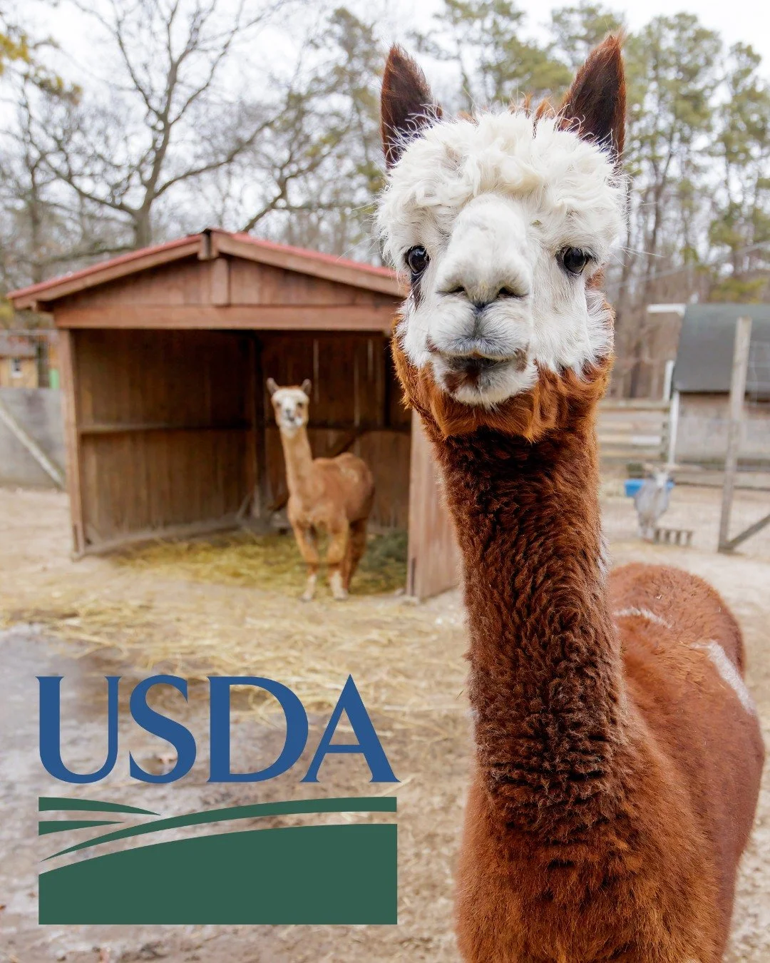 Long Island Game Farm &ndash; Wildlife Park Achieves Successful USDA 3-Year Certification Renewal 🧡

Our Wildlife Park proudly announces that it has successfully passed its rigorous renewal inspection for its United States Department of Agriculture 